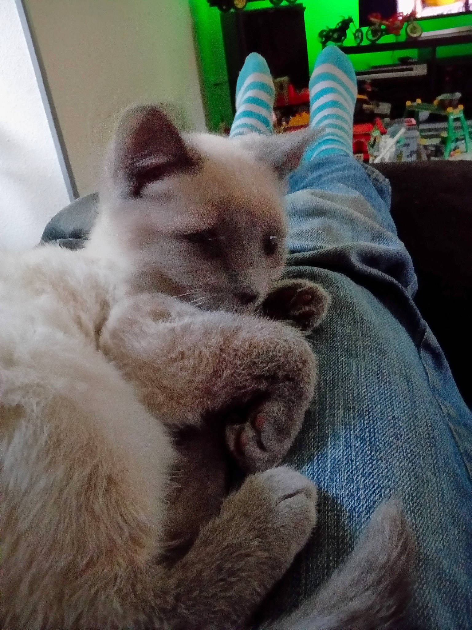 Titi participe au concours pour gagner de l'argent avec cette photo : asian, balinese, birman, burmese, carnivore, cat, colorpoint_shorthair, felidae, himalayan, javanese, kitten, mammal, ragdoll, siamese, small_to_medium_sized_cats, thai, tonkinese, turkish_angora, vertebrate, whiskers