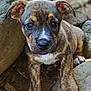 animal, brindle, close_up, cute, dirt, dog, ears, face, fur, looking, mammal, nature, outdoor, paw, pet, portrait, puppy, rocks, small, young