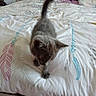 animal, bed, bedding, bedroom, cat, duvet, ears, face, furry, gray_cat, home, indoors, kitten, looking_down, patterned_fabric, pet, pillow, standing, tail, whiskers
