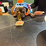 Marley participe au concours pour gagner de l'argent avec cette photo : animal, birthday, brown_dog, cake, candle, celebration, costume, curious, cute, dog, first_birthday, food, funny_outfit, holiday, house, indoor, party, pet, seated, table