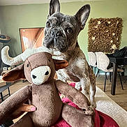 Marley participe au concours pour gagner de l'argent avec cette photo : animal, blanket, chair, curious, cute, decor, dog, french_bulldog, furniture, green_wall, hand, indoor, living_room, pet, pink_nails, plush_toy, stuffed_animal, table, television, wooden_floor