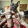 animal, blanket, chair, curious, cute, decor, dog, french_bulldog, furniture, green_wall, hand, indoor, living_room, pet, pink_nails, plush_toy, stuffed_animal, table, television, wooden_floor