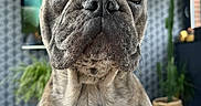 Marley a rejoint le concours — aidez-le/la à gagner de superbes lots ! animal, background, brown, close_up, cute, dog, ears, eyes, face, french_bulldog, fur, furniture, home, indoor, looking_up, pet, plant, portrait, snout, white