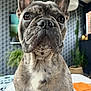 Marley a rejoint le concours — aidez-le/la à gagner de superbes lots ! dog, french_bulldog, pet, indoor, close_up, portrait, ears, fur, brown, white, animal, cute, looking_up, face, snout, eyes, plant, background, home, furniture