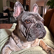 Marley participe au concours pour gagner de l'argent avec cette photo : dog, french_bulldog, brindle, pet, indoor, close_up, blanket, resting, animal, canine, ears, face, fur, looking, comfort, home, furniture, clock, brown, soft
