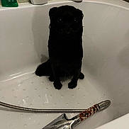 Blacky participe au concours pour gagner de l'argent avec cette photo : dog, bathtub, wet, black_dog, pet, bathroom, bath_products, showerhead, hose, water_drops, tile_wall, white, sitting, looking_up, indoor, animal, cute, small_dog, cleaning, bath_time
