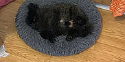 Uranio participe au concours pour gagner de l'argent avec cette photo : black_dog, blanket, cardboard_box, comfy, corner, cozy, cushion, dog, floor, fluffy, fur, home, indoor, paw, pet_bed, relaxed, resting, sleeping, small_dog, wooden_floor