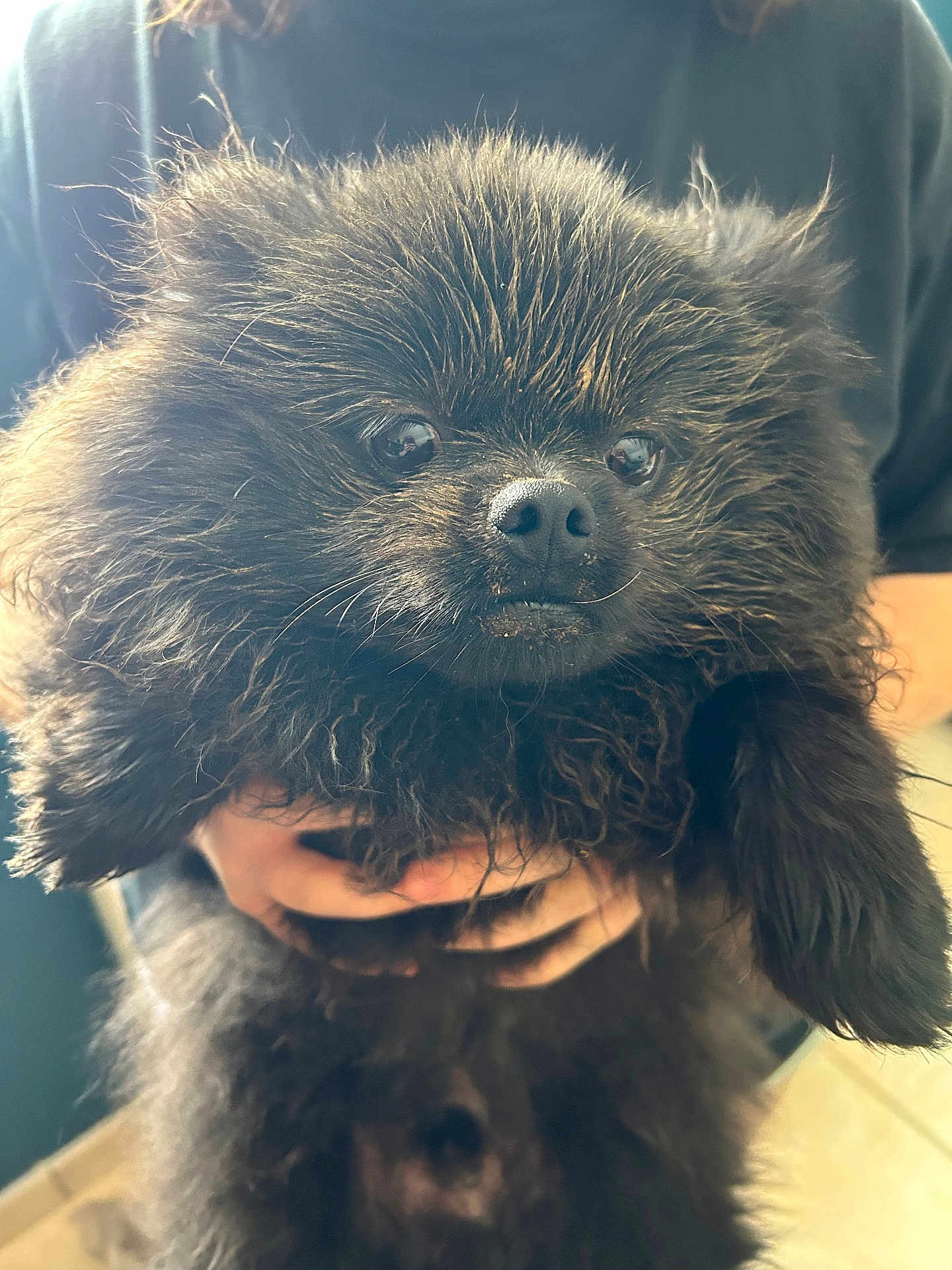 Uranio a rejoint le concours — aidez-le/la à gagner de superbes lots ! dog, black_fur, fluffy, pet, animal, cute, hands, person, indoor, close_up, portrait, furry, muzzle, whiskers, eyes, nose, holding, soft_light, blurred_background, expression