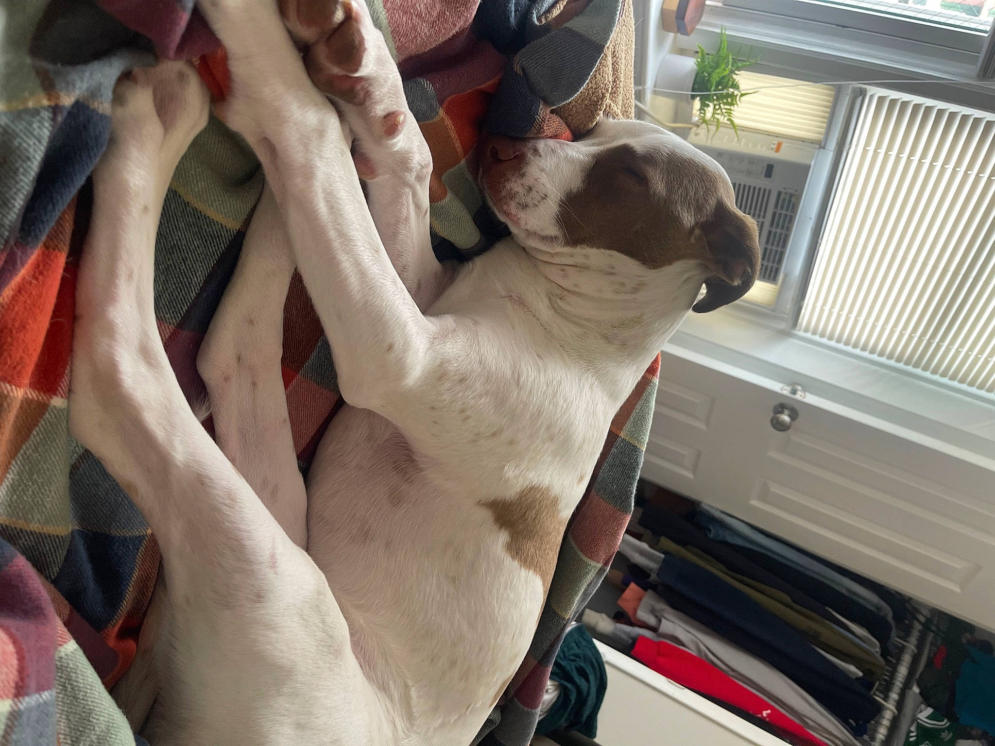 Kai joined the competition — help win amazing prizes! carnivore, chest, collar, comfort, companion_dog, dog, dog_breed, dog_collar, fawn, foot, gesture, hat, human_leg, sporting_group, tail, thigh, vehicle_door, window, window_blind, working_animal