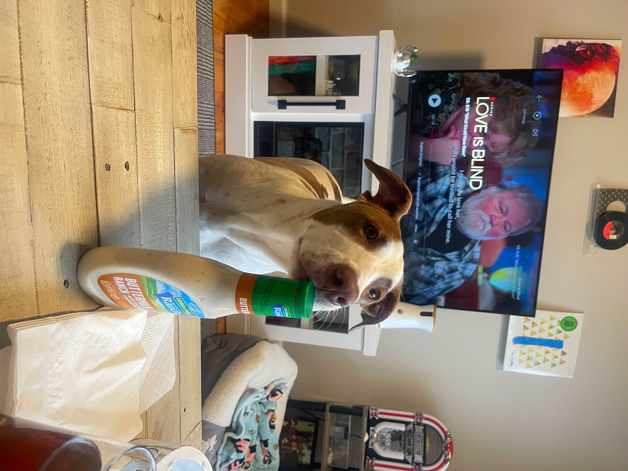 Kai is registered to the contest to win money with this photo: art, canidae, carnivore, companion_dog, dog, dog_breed, dog_supply, eyewear, fawn, home_appliance, kitchen_appliance, linens, picture_frame, room, shelf, shelving, sporting_group, sunglasses, table, visual_arts