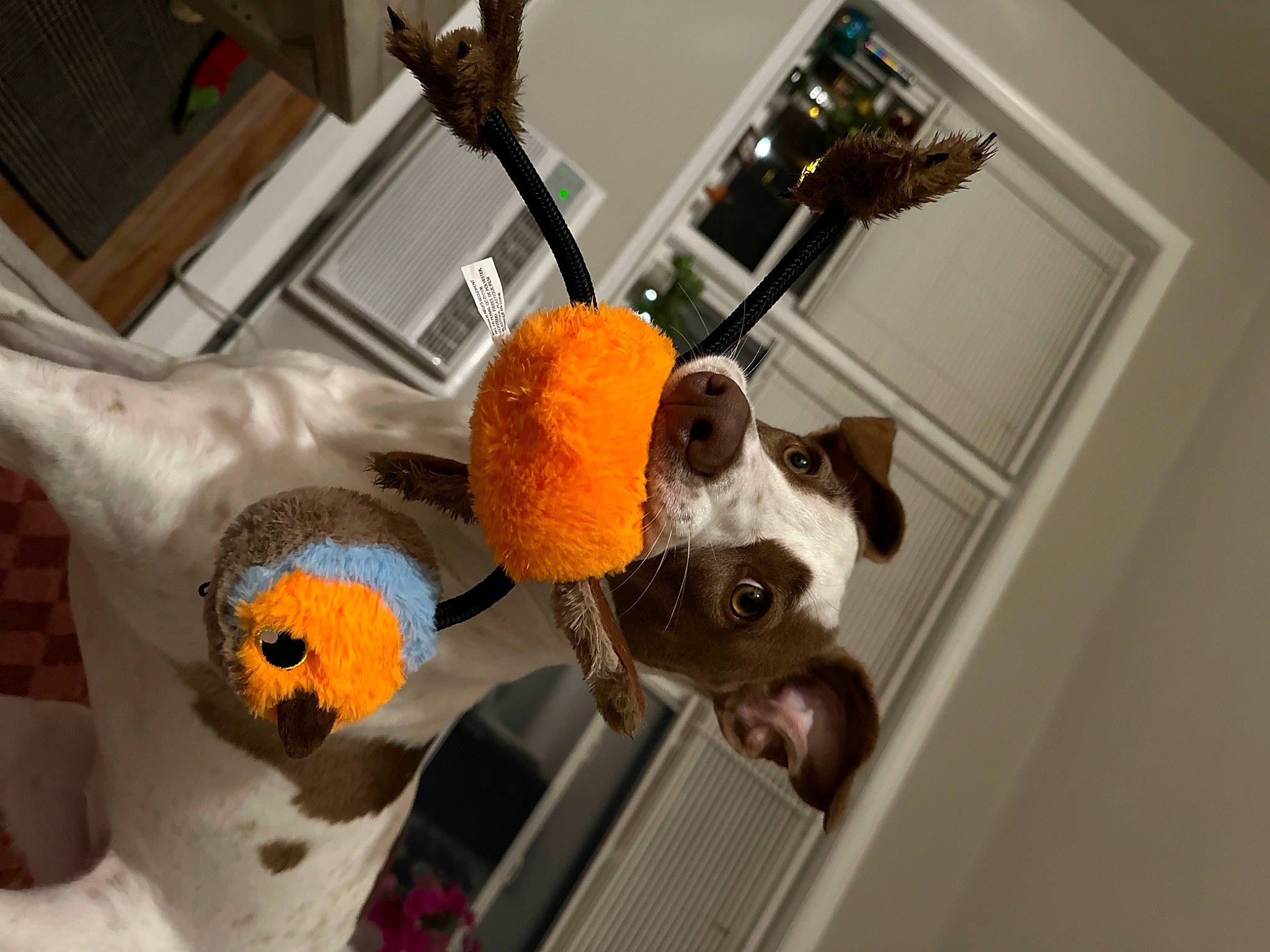 Kai is registered to the contest to win money with this photo: animation, art, carnivore, companion_dog, dog, dog_breed, fawn, fur, plant, plastic, plush, room, stuffed_toy, toy, wood, working_animal