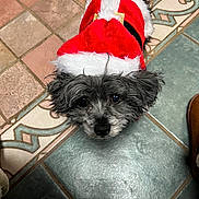Georgie is registered to the contest to win money with this photo: dog, small_dog, pet, festive_clothing, santa_outfit, red_clothing, white_fur_trim, looking_up, black_nose, fluffy_fur, indoor, tiled_floor, patterned_floor, cute, holiday, christmas, animal, companion, domestic_animal, adorable