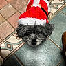 dog, small_dog, pet, festive_clothing, santa_outfit, red_clothing, white_fur_trim, looking_up, black_nose, fluffy_fur, indoor, tiled_floor, patterned_floor, cute, holiday, christmas, animal, companion, domestic_animal, adorable