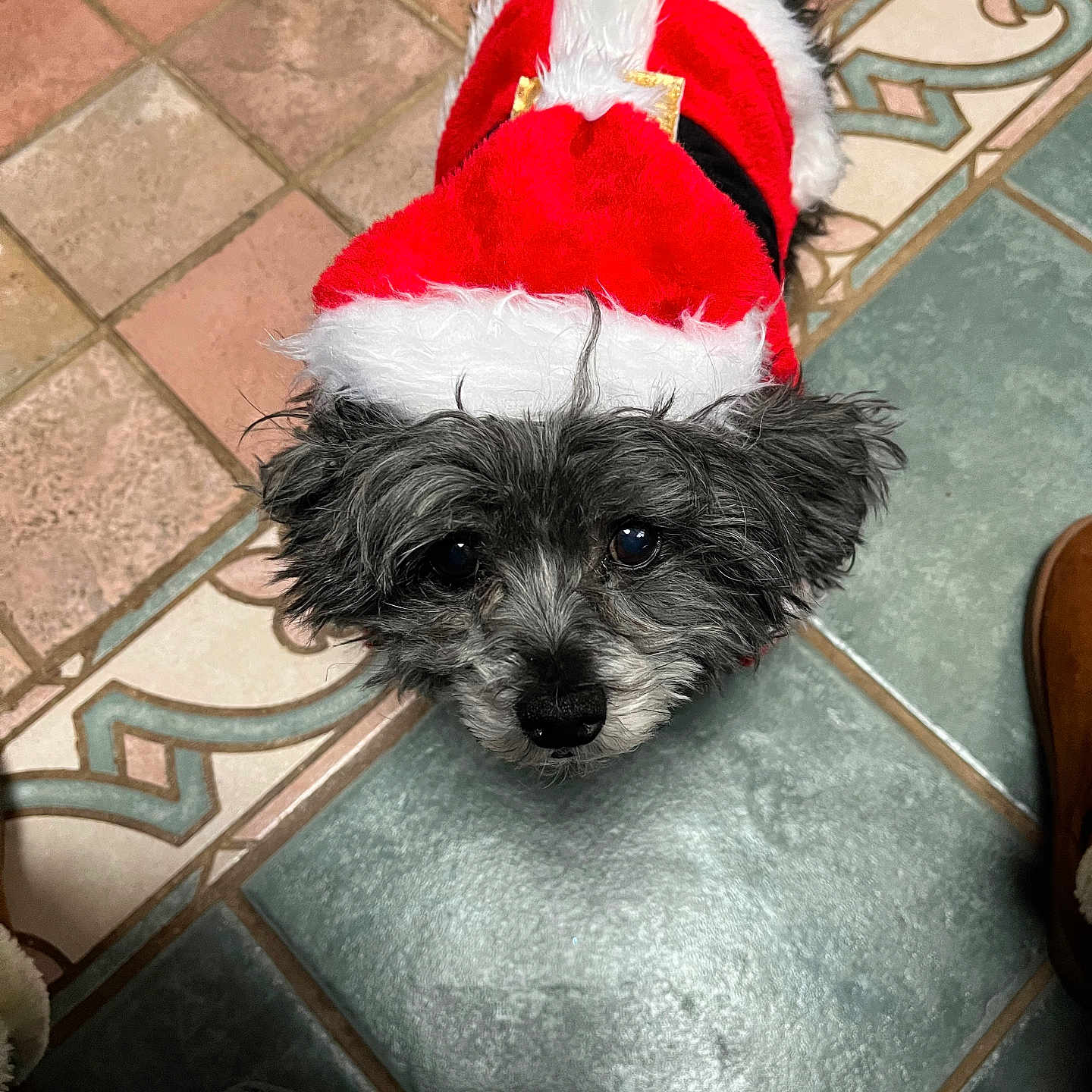 Georgie is registered to the contest to win money with this photo: dog, small_dog, pet, festive_clothing, santa_outfit, red_clothing, white_fur_trim, looking_up, black_nose, fluffy_fur, indoor, tiled_floor, patterned_floor, cute, holiday, christmas, animal, companion, domestic_animal, adorable