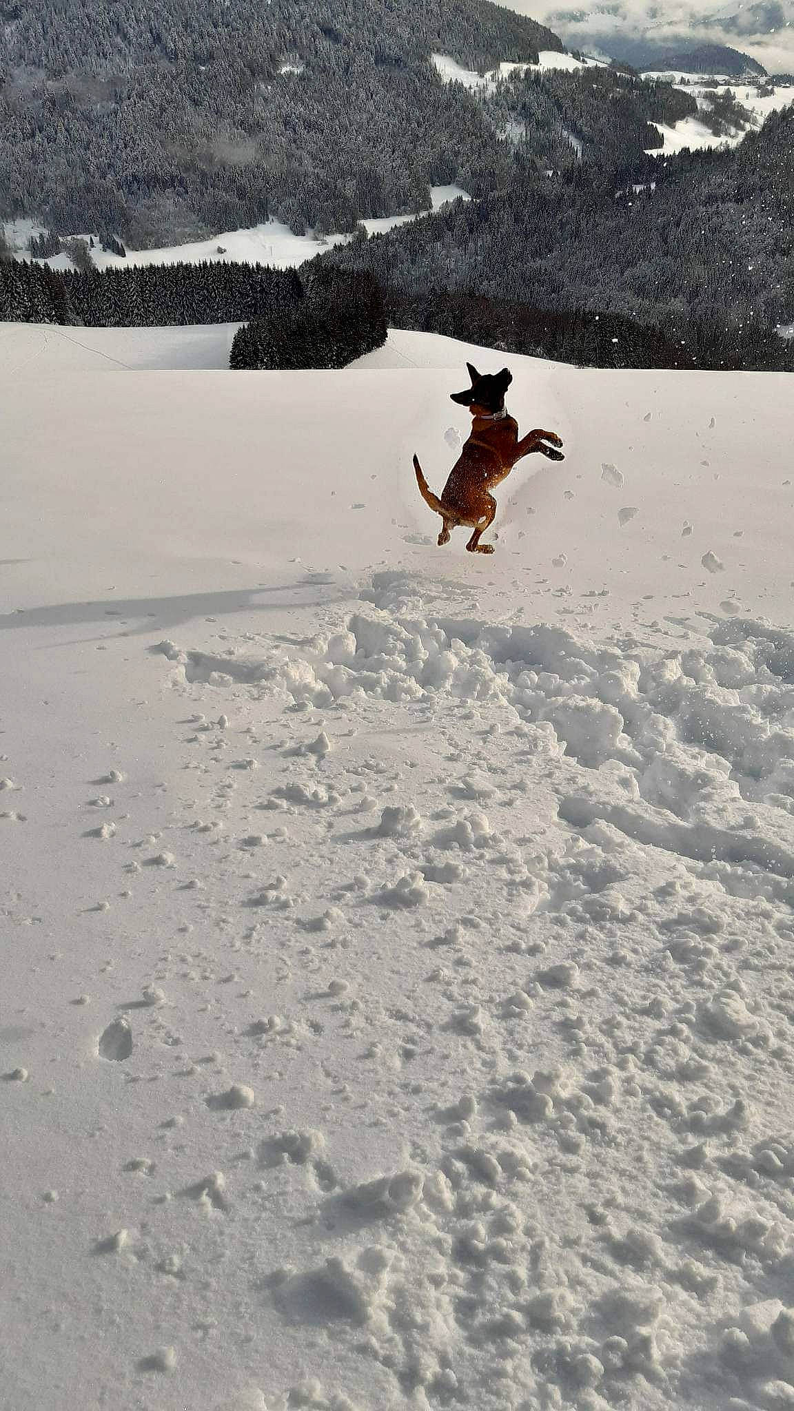 Raven participe au concours pour gagner de l'argent avec cette photo : arctic, carnivore, dog, dog_breed, freezing, fun, geological_phenomenon, glacial_landform, glacier, ice_cap, landscape, mountain, mountain_range, nunatak, piste, recreation, slope, snow, winter, winter_sport
