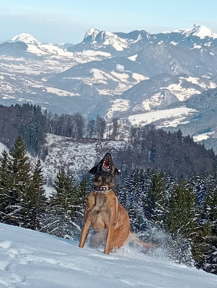 Raven participe au concours pour gagner de l'argent avec cette photo : canidae, carnivore, dog, dog_breed, fawn, freezing, glacial_landform, ice_cap, mountain, mountain_range, outdoor_recreation, plant, recreation, sky, slope, snow, sporting_group, tree, wildlife, winter