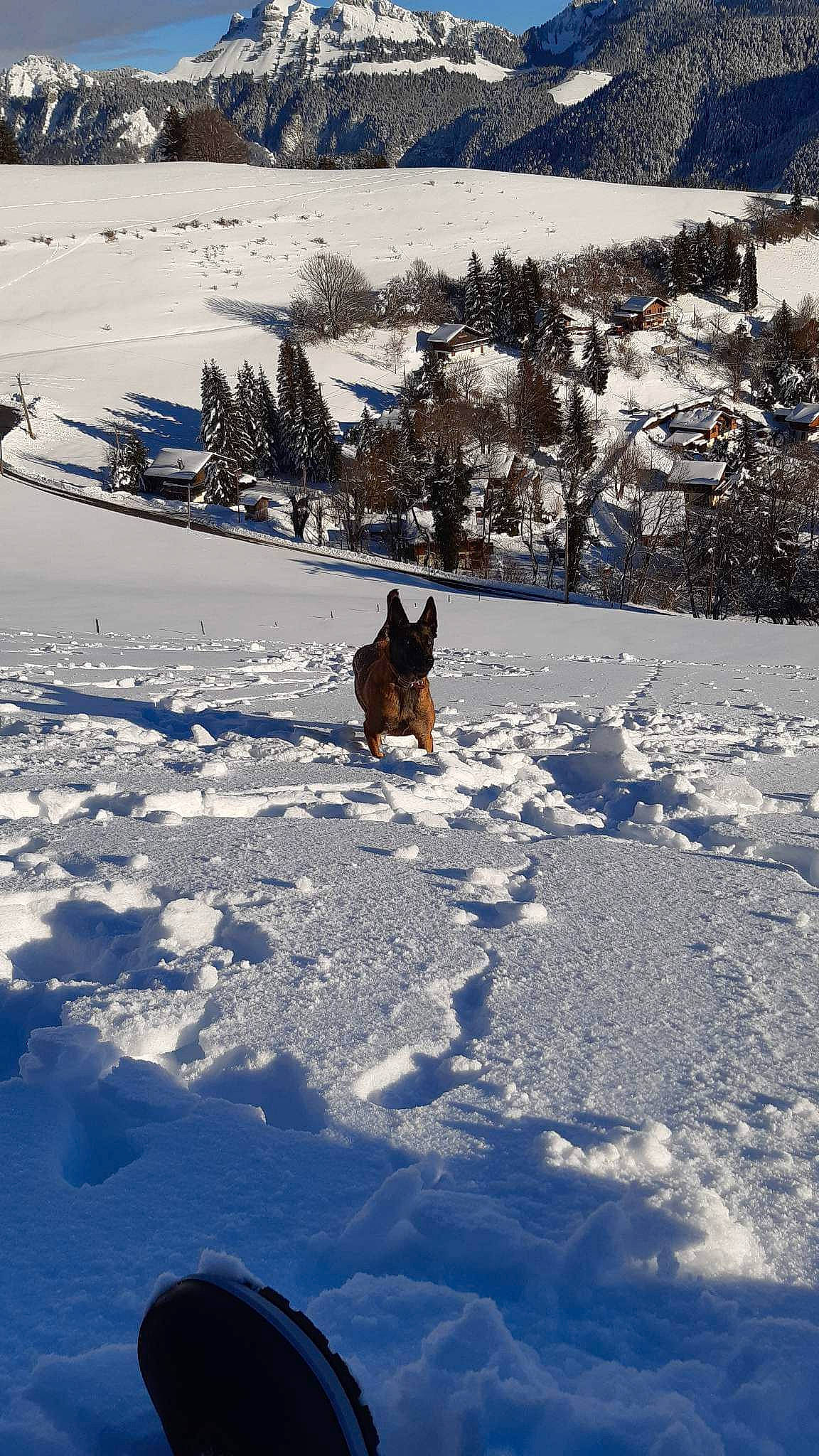 Raven participe au concours pour gagner de l'argent avec cette photo : arctic, canidae, carnivore, freezing, glacial_landform, glacier, hill, ice_cap, landscape, mountain, mountain_range, nunatak, polar_ice_cap, recreation, slope, snow, sporting_group, tree, wildlife, winter