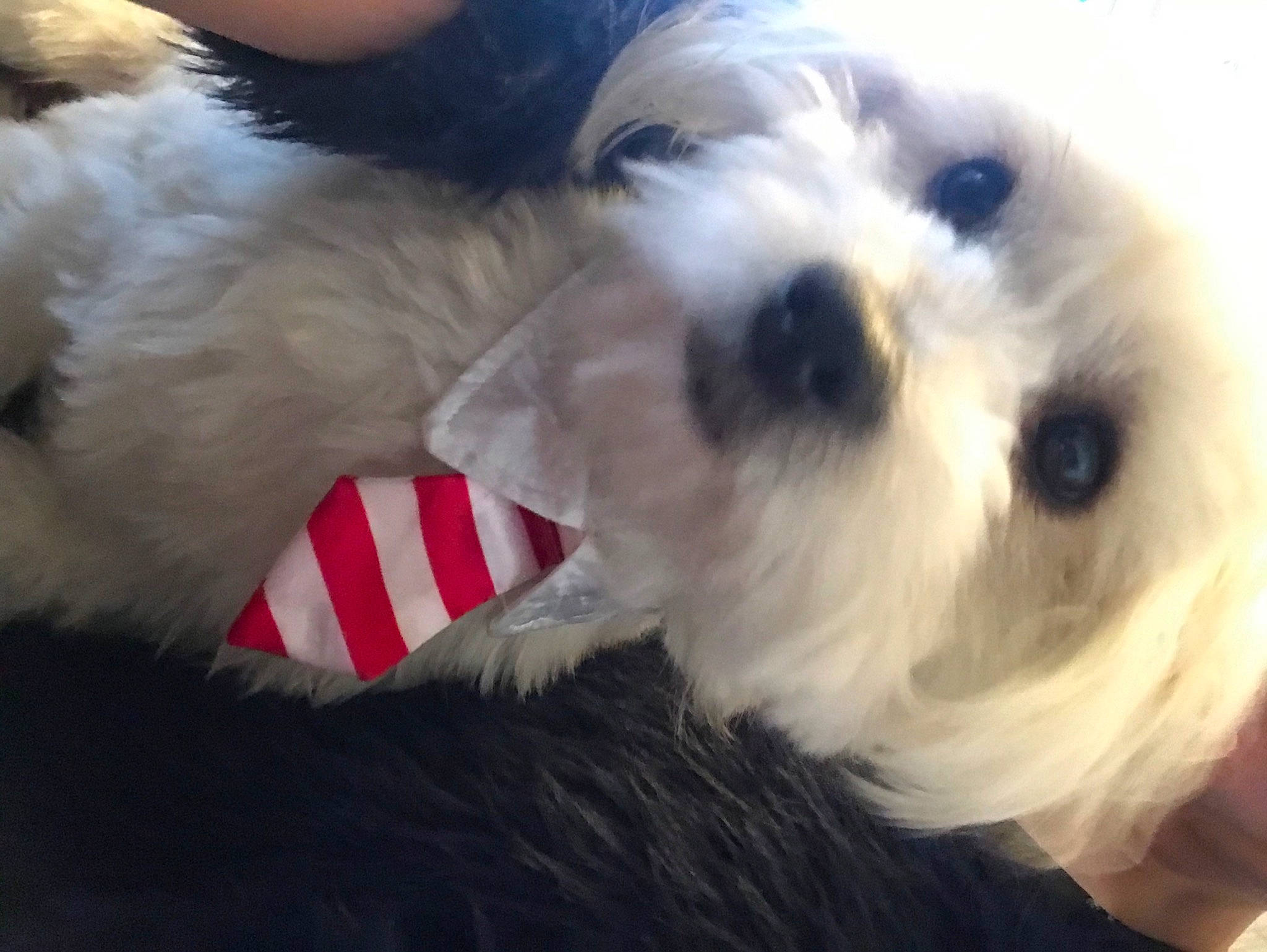 Oliver participe au concours pour gagner de l'argent avec cette photo : canidae, carnivore, collar, companion_dog, dog, dog_breed, dog_collar, dog_supply, fawn, fur, mal_shi, pet_supply, shih_poo, shih_tzu, small_terrier, snout, sporting_group, terrier, toy_dog, working_animal