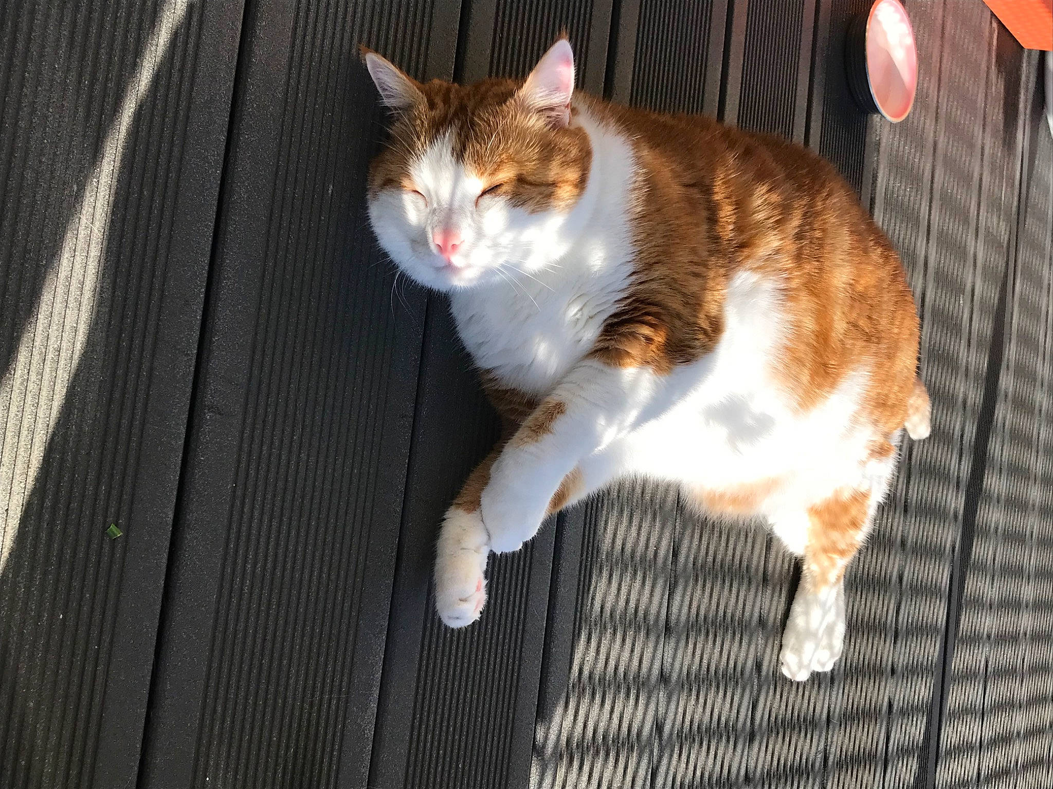 Gipsy participe au concours pour gagner de l'argent avec cette photo : carnivore, cat, claw, domestic_short_haired_cat, eye, fawn, felidae, fur, grass, hardwood, paw, sitting, small_to_medium_sized_cats, snout, tail, whiskers, wood