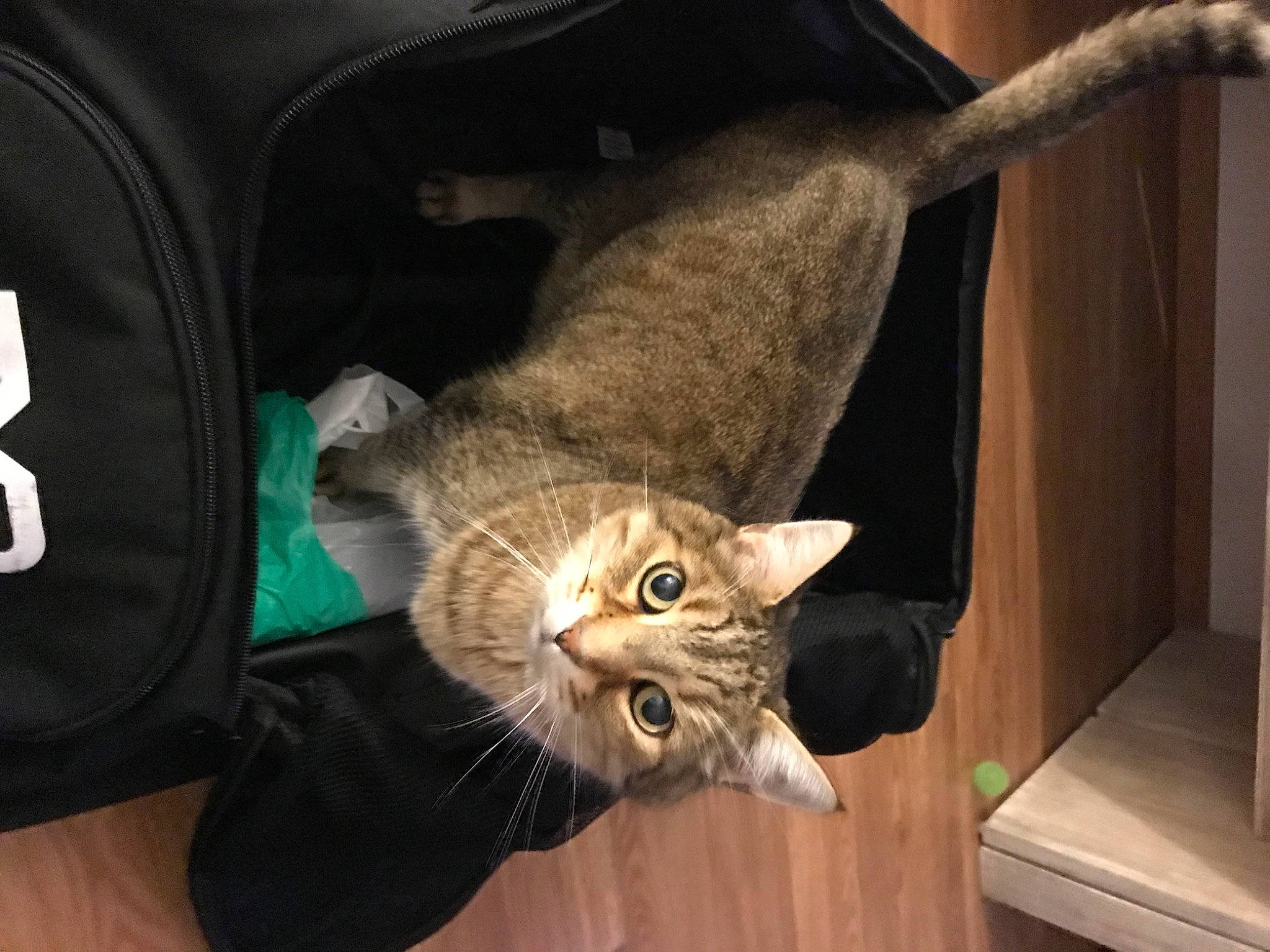 Minou participe au concours pour gagner de l'argent avec cette photo : carnivore, cat, claw, comfort, domestic_short_haired_cat, ear, fawn, felidae, fur, small_to_medium_sized_cats, snout, tail, vertebrate, whiskers, wood