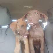 Davy And Danielle is registered to the contest to win money with this photo: animal, backseat, brown_coat, car_interior, companions, cute, dog, domestic_animal, furry, headrest, indoor, looking_away, pets, playful, puppies, seat, tongue_out, two_dogs, vehicle, young_dogs
