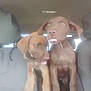 animal, backseat, brown_coat, car_interior, companions, cute, dog, domestic_animal, furry, headrest, indoor, looking_away, pets, playful, puppies, seat, tongue_out, two_dogs, vehicle, young_dogs