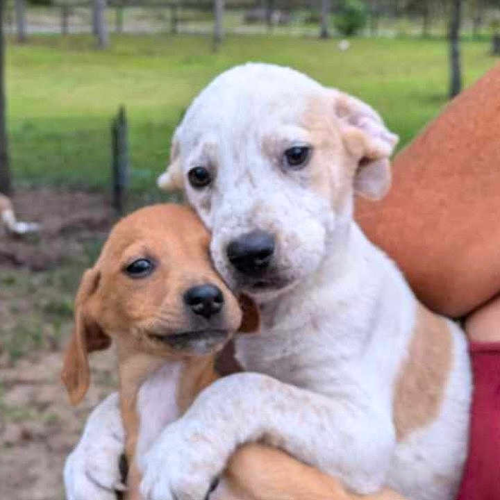 Browniebiscotti is registered to the contest to win money with this photo: animal, ball, beagle, boxer, bulldog, canine, chihuahua, dog, goldenretriever, grass, hound, labradorretriever, pet, plant, poodle, puppy, snout, sport, tennis, tennisball