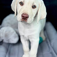 Koda joined the competition — help win amazing prizes! puppy, dog, white_dog, pet, animal, close_up, portrait, cute, young_dog, bed, soft, indoor, fur, ears, nose, eyes, looking, blurry_background, adorable, companion