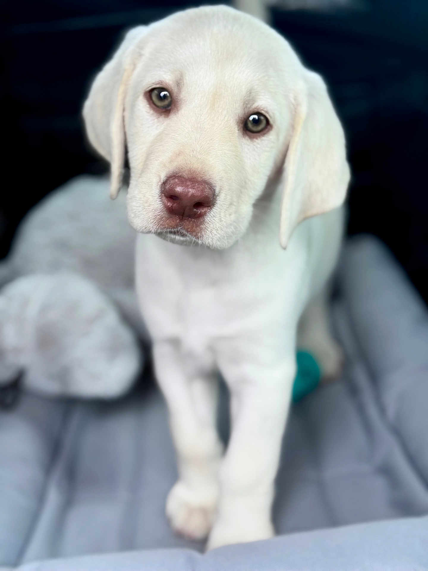 Koda joined the competition — help win amazing prizes! puppy, dog, white_dog, pet, animal, close_up, portrait, cute, young_dog, bed, soft, indoor, fur, ears, nose, eyes, looking, blurry_background, adorable, companion