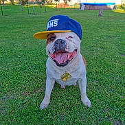 Nytro a rejoint le concours — aidez-le/la à gagner de superbes lots ! dog, bulldog, cap, hat, grass, outdoor, pet, smiling, tongue_out, necklace, accessory, happy, canine, sitting, greenery, sunlight, playful, cute, portrait, summer