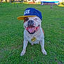 dog, bulldog, cap, hat, grass, outdoor, pet, smiling, tongue_out, necklace, accessory, happy, canine, sitting, greenery, sunlight, playful, cute, portrait, summer