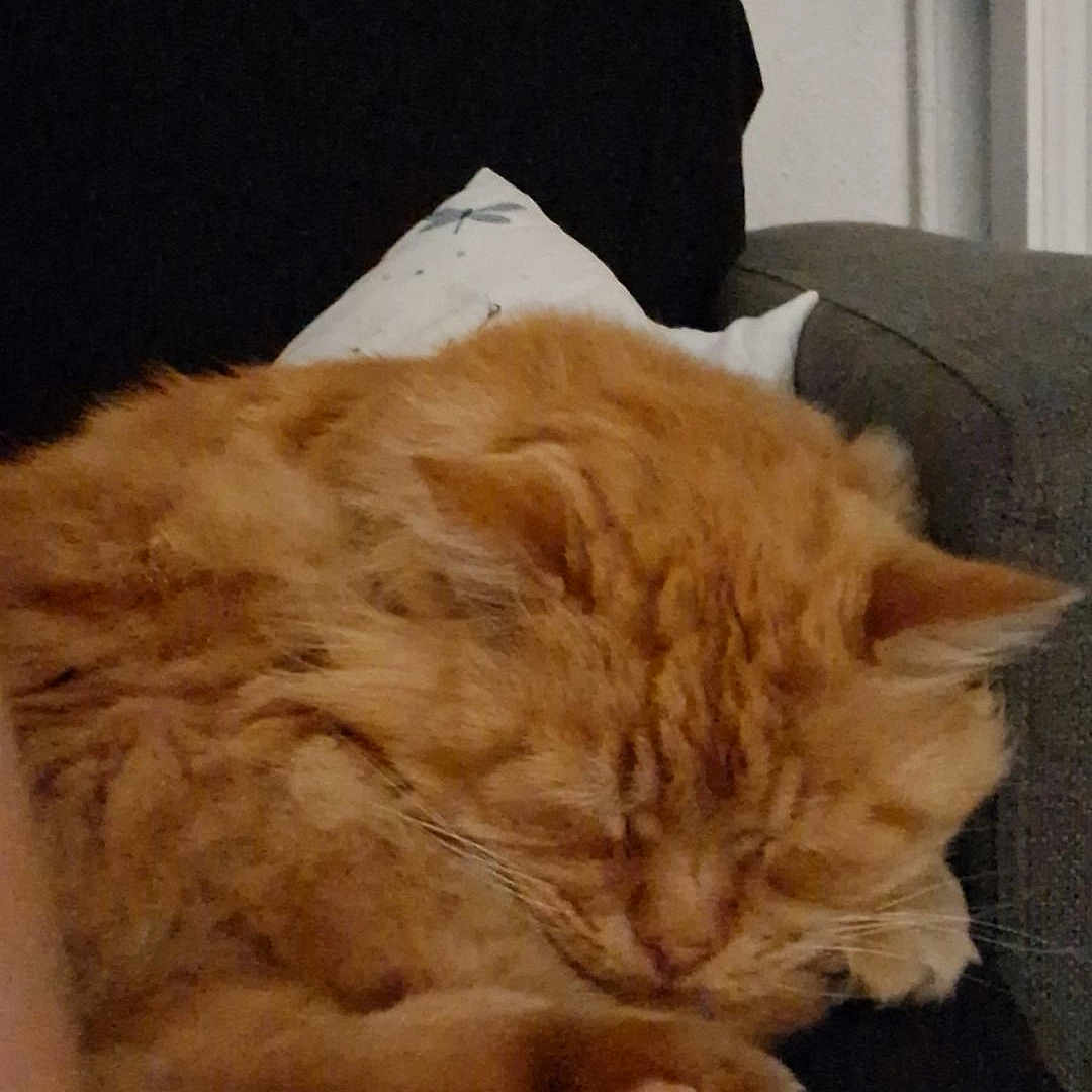 Patapouf a rejoint le concours — aidez-le/la à gagner de superbes lots ! cat, orange_cat, sleeping, fluffy, fur, whiskers, paws, indoor, couch, sofa, pillow, home, cozy, resting, curled_up, tabby, pet, animal, heart_decoration, portrait