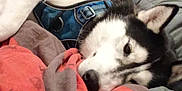 Kalina participe au concours pour gagner de l'argent avec cette photo : dog, husky, sleeping, blanket, comforter, bed, harness, blue_harness, indoors, television, mirror, reflection, fur, pet, portrait, cozy, paw, snout, nose, bedding