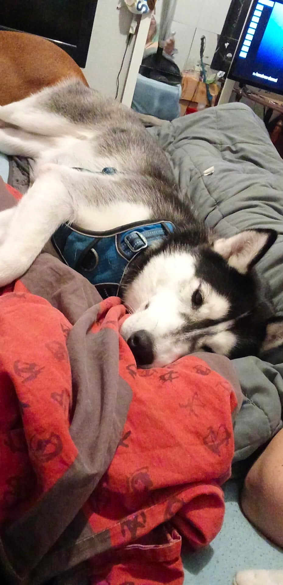Kalina participe au concours pour gagner de l'argent avec cette photo : dog, husky, sleeping, blanket, comforter, bed, harness, blue_harness, indoors, television, mirror, reflection, fur, pet, portrait, cozy, paw, snout, nose, bedding