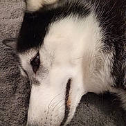 Kalina participe au concours pour gagner de l'argent avec cette photo : dog, husky, siberian_husky, pet, fur, close_up, portrait, lying_down, resting, sleepy, nose, whiskers, ear, blanket, soft_texture, black_and_white, side_view, head, indoors, cozy