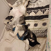 Kalina participe au concours pour gagner de l'argent avec cette photo : dog, husky, sleeping, bed, blanket, pillow, harness, indoor, pet, fur, paw, muzzle, relaxed, lying_down, domestic_animal, patterned_bedding, floor, wood_floor, black_and_white, nose