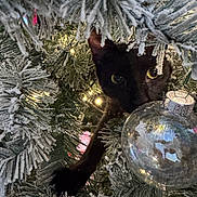 Theo is registered to the contest to win money with this photo: cat, black_cat, christmas_tree, ornament, glass_ball, frosted_branches, holiday, lights, curious, paw, greenery, indoor, festive, decorations, nature, animal, pet, closeup, seasonal, celebration