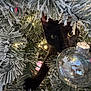cat, black_cat, christmas_tree, ornament, glass_ball, frosted_branches, holiday, lights, curious, paw, greenery, indoor, festive, decorations, nature, animal, pet, closeup, seasonal, celebration
