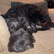 Micah is registered to the contest to win money with this photo: dog, black_dog, couch, indoor, pet, relaxed, sleepy, close_up, nose, fur, texture, pillow, living_room, home, animal, companion, resting, cozy, soft_lighting, domestic