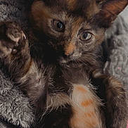 Willow is registered to the contest to win money with this photo: cat, kitten, tortoiseshell, animal, pet, furry, fluffy, closeup, portrait, lying_down, back, blanket, cozy, indoor, home, human_hand, green_eyes, ears, whiskers, cute