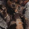 cat, kitten, tortoiseshell, animal, pet, furry, fluffy, closeup, portrait, lying_down, back, blanket, cozy, indoor, home, human_hand, green_eyes, ears, whiskers, cute
