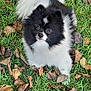 dog, pomeranian, black_and_white, fluffy, grass, autumn, leaves, outdoor, pet, small_dog, curious, cute, animal, nature, fur, tail, walking, daylight, portrait, looking_up
