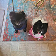 Kaylee is registered to the contest to win money with this photo: dog, small_dog, pomeranian, black_dog, white_dog, pet_clothing, indoor, rug, floor_tiles, looking_up, cute, fluffy, two_dogs, animal, companion, playful, domestic, fur, tongue_out, happy