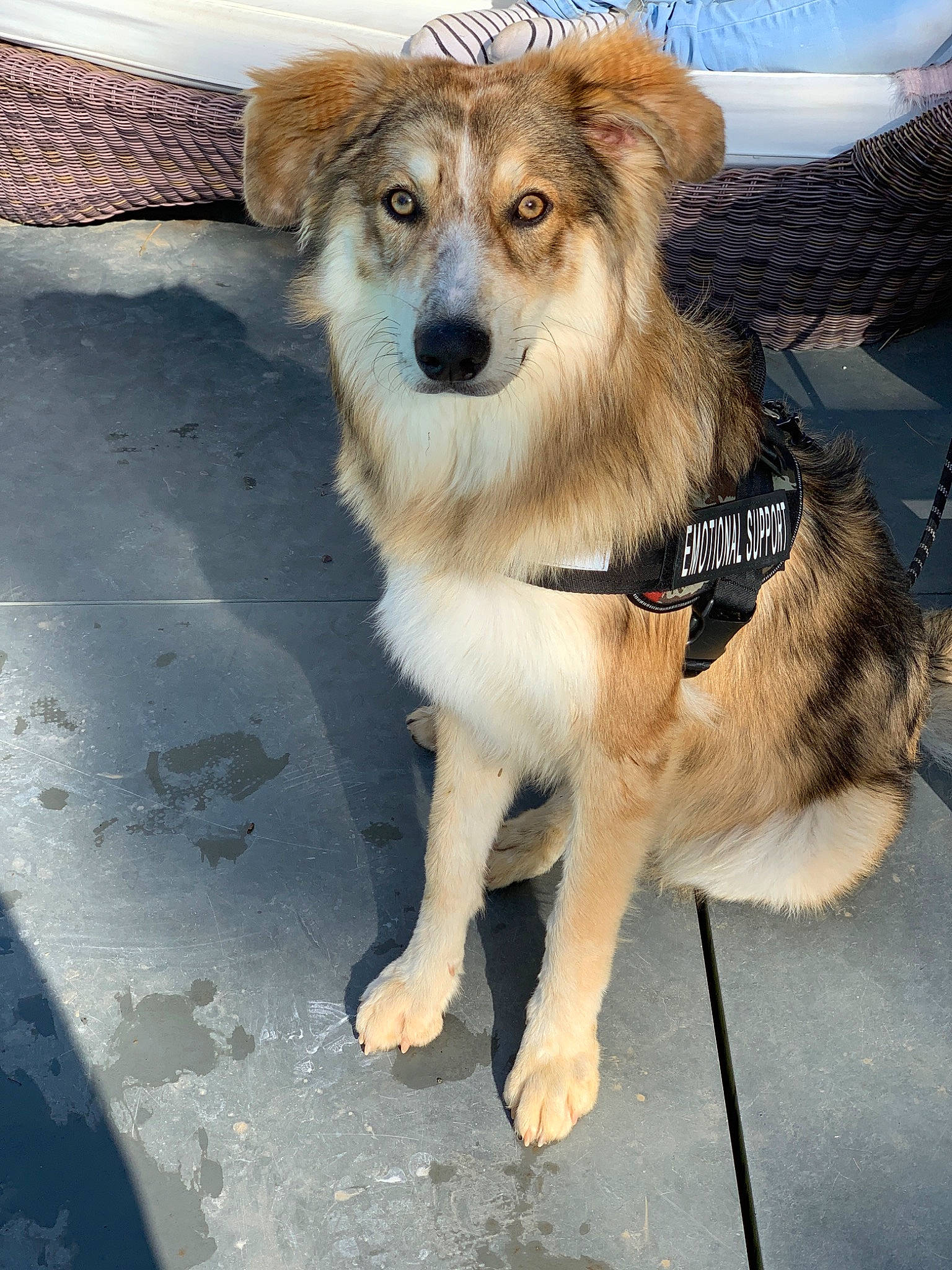 Simba participe au concours pour gagner de l'argent avec cette photo : aidi, australian_shepherd, basque_shepherd_dog, border_collie, canidae, carnivore, companion_dog, dog, dog_breed, mammal, rare_breed_dog, snout, sporting_group, street_dog, vertebrate, working_dog