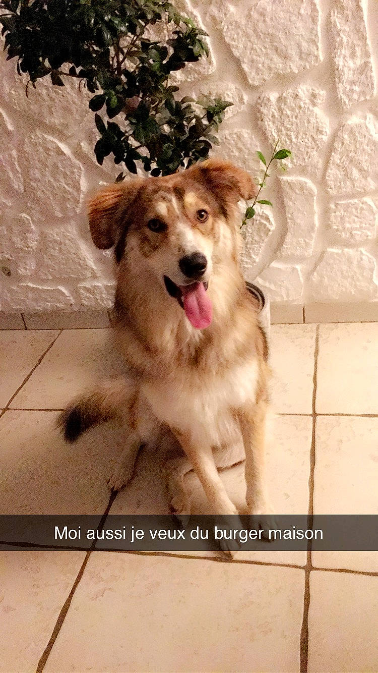 Simba a rejoint le concours — aidez-le/la à gagner de superbes lots ! aidi, australian_shepherd, basque_shepherd_dog, border_collie, canidae, carnivore, dog, dog_breed, fawn, golden_retriever, mammal, sporting_group, working_dog