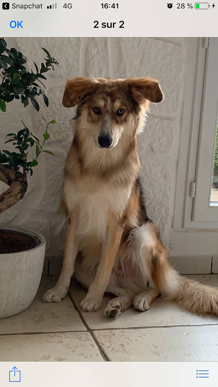 Simba a rejoint le concours — aidez-le/la à gagner de superbes lots ! basque_shepherd_dog, border_collie, canidae, carnivore, companion_dog, dog, dog_breed, fawn, longhaired_whippet, mammal, rare_breed_dog, scotch_collie, silken_windhound, snout, sporting_group, street_dog, vertebrate, working_dog