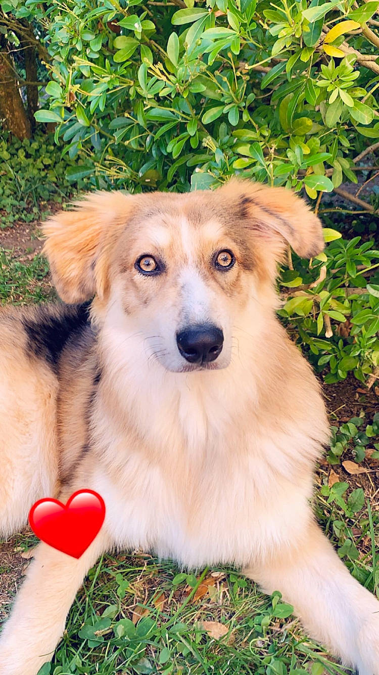 Simba a rejoint le concours — aidez-le/la à gagner de superbes lots ! aidi, australian_collie, basque_shepherd_dog, border_collie, canidae, carnivore, collie, companion_dog, dog, dog_breed, grass, longhaired_whippet, mammal, plant, rare_breed_dog, scotch_collie, sporting_group, vertebrate, welsh_sheepdog, working_dog