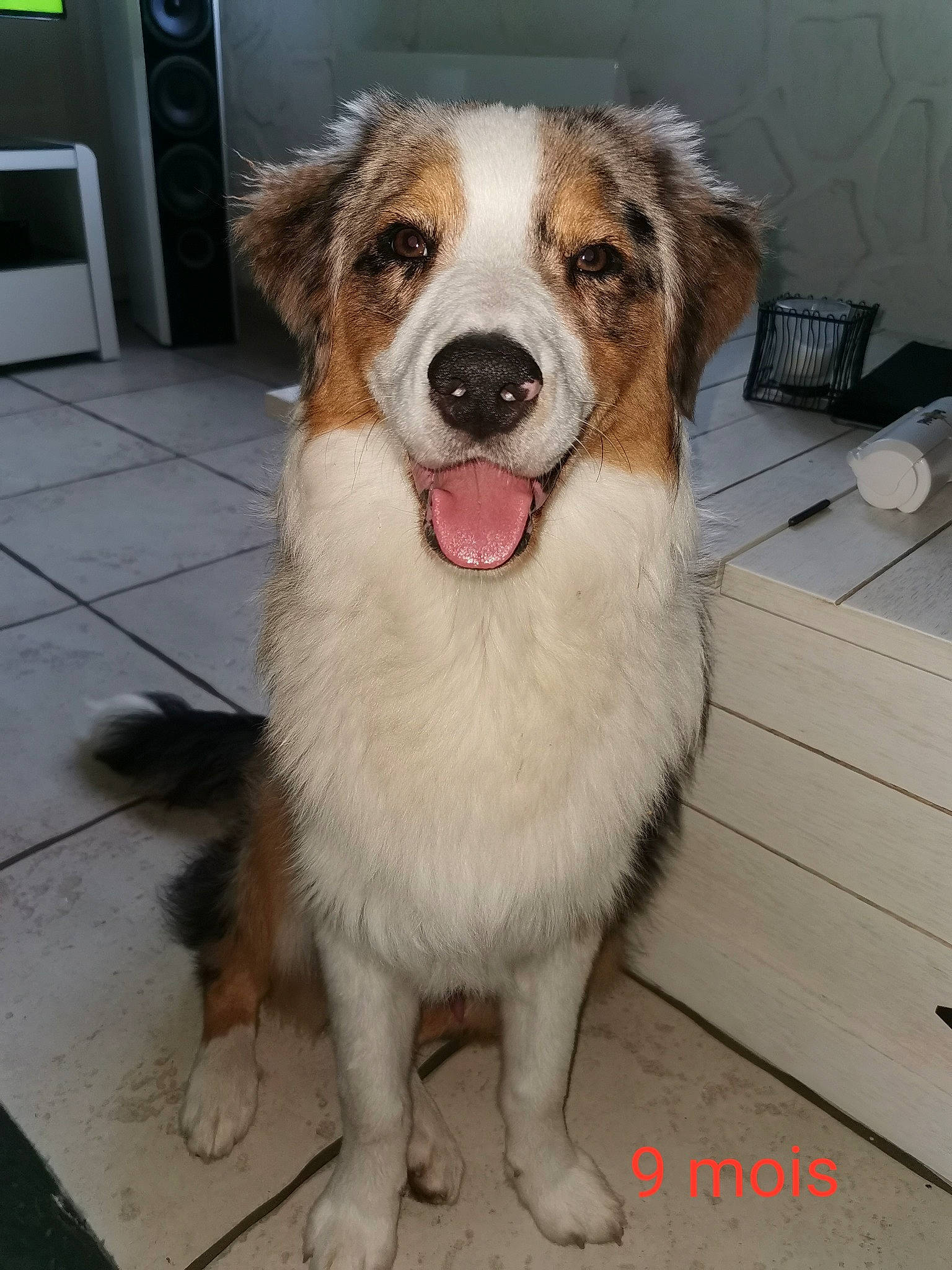 Rafale a rejoint le concours — aidez-le/la à gagner de superbes lots ! australian_collie, australian_shepherd, ball, border_collie, carnivore, companion_dog, dog, dog_breed, door, fang, flooring, fur, gas, hardwood, herding_dog, home_appliance, kitchen_appliance, terrestrial_animal, whiskers, working_dog