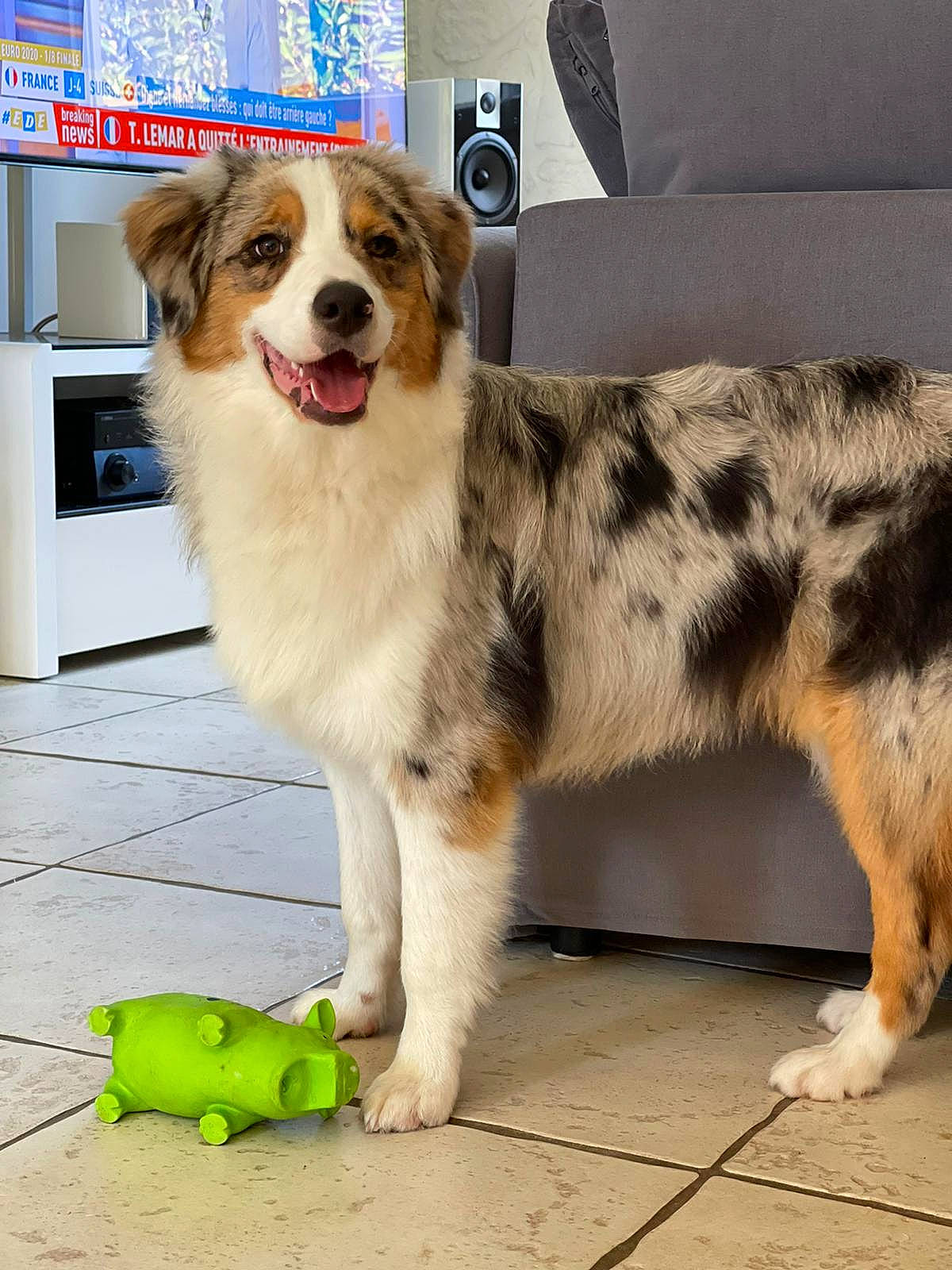 Rafale participe au concours pour gagner de l'argent avec cette photo : ancient_dog_breeds, canidae, carnivore, companion_dog, couch, dog, dog_breed, flooring, foot, fur, herding_dog, plant, sporting_group, tail, terrestrial_animal, toy, whiskers, working_animal, working_dog