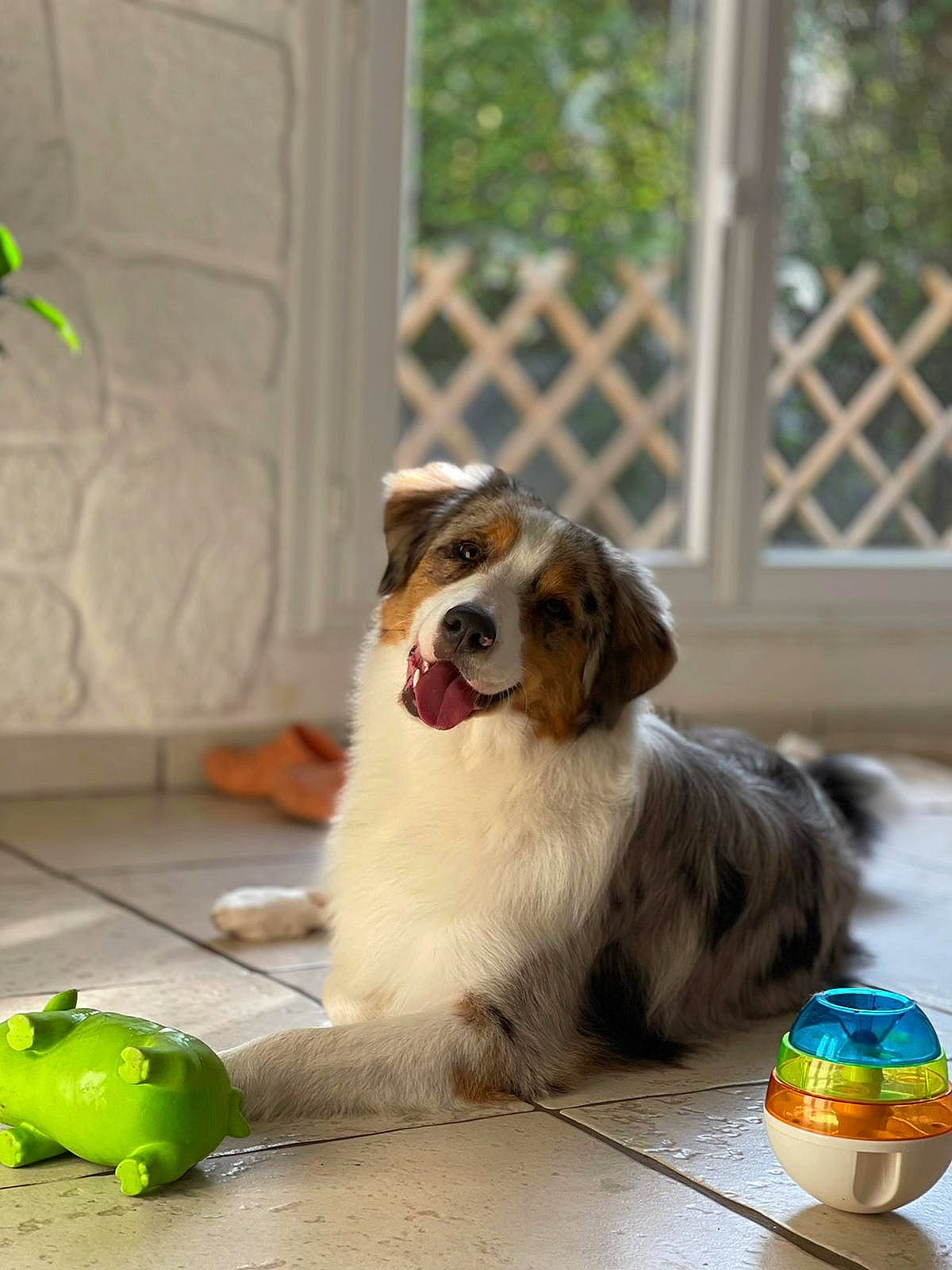 Rafale participe au concours pour gagner de l'argent avec cette photo : ball, bowl, carnivore, companion_dog, dog, dog_breed, dog_supply, dog_toy, fence, fur, green, paw, pet_supply, plant, snout, sporting_group, table, tennis_ball, whiskers, window